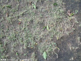 地面杂草摄影素材资料