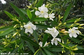 夹竹桃