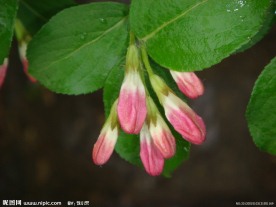 粉色 花蕾