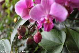 花卉摄影