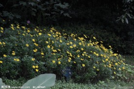 花草摄影