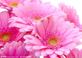 雏菊 粉色雏菊