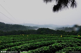松涛的茶山