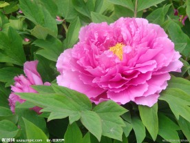牡丹花