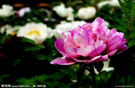 洛阳牡丹