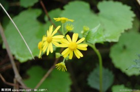 雏菊 黄色雏菊