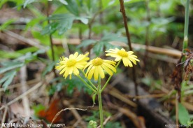 雏菊 黄色雏菊 小