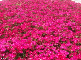 小红花