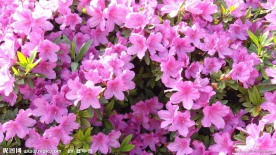 杜鹃花
