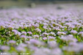 美丽的花