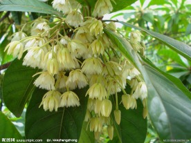 长芒杜英