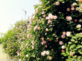 初夏蔷薇