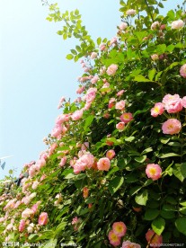 初夏蔷薇