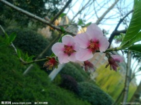 桃花枝