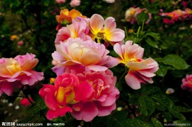 花丛
