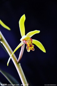 兰花草