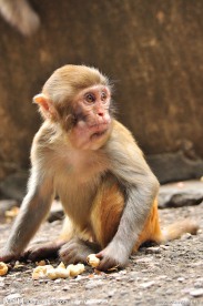 猴子