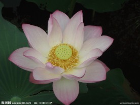 荷塘 荷花