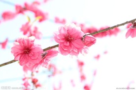 阳光 桃花