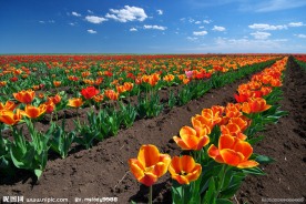 郁金香培育基地