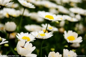 邹菊