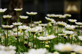 邹菊