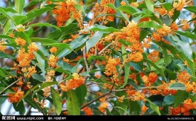 桂花