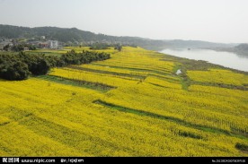 油菜花
