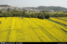 油菜花