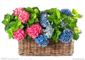 绣球花