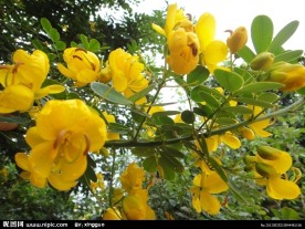 黄槐花