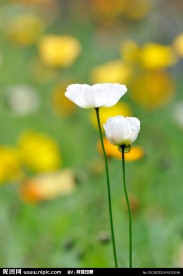 白花