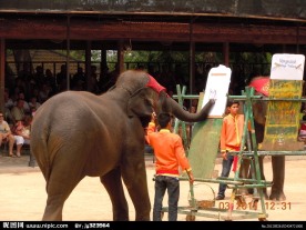 大象表演
