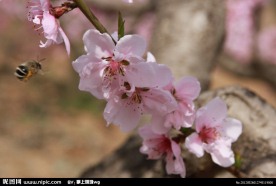 勤劳 蜜蜂