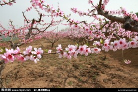 桃花园