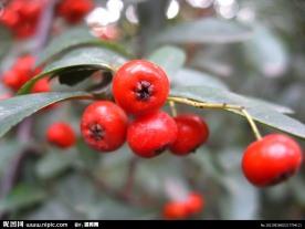 红色救军粮果实