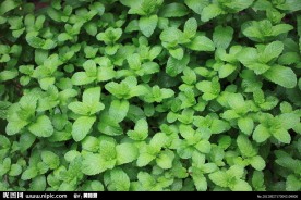 薄荷