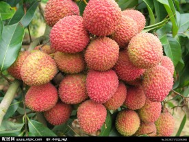 荔枝