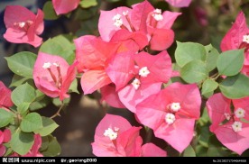 叶子花