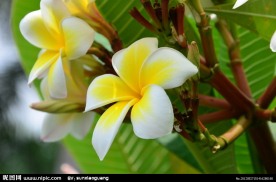 鸡蛋花