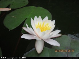 睡莲