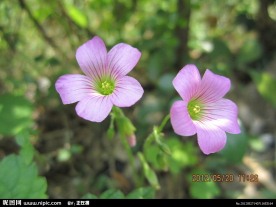 紫色小野花