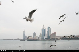 青岛海鸥