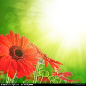 梦幻菊花雏菊背景