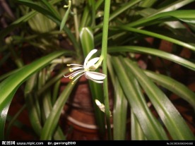 吊兰花