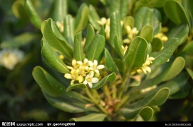 海桐花