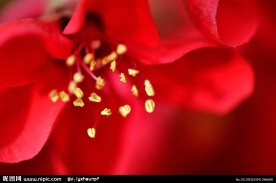 腊梅花