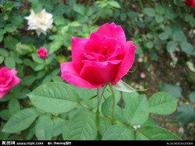 玖瑰花