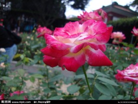 玖瑰花