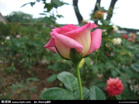 玖瑰花